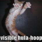 invisible-hula-hoop-cat